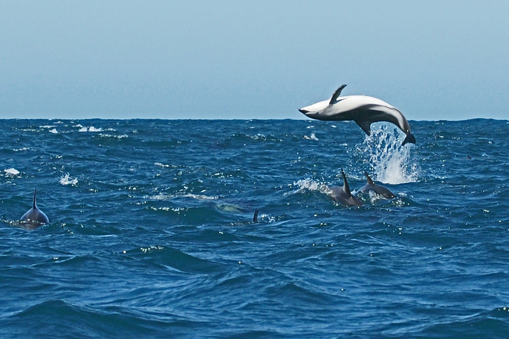 Delfines, Nueva Zelanda