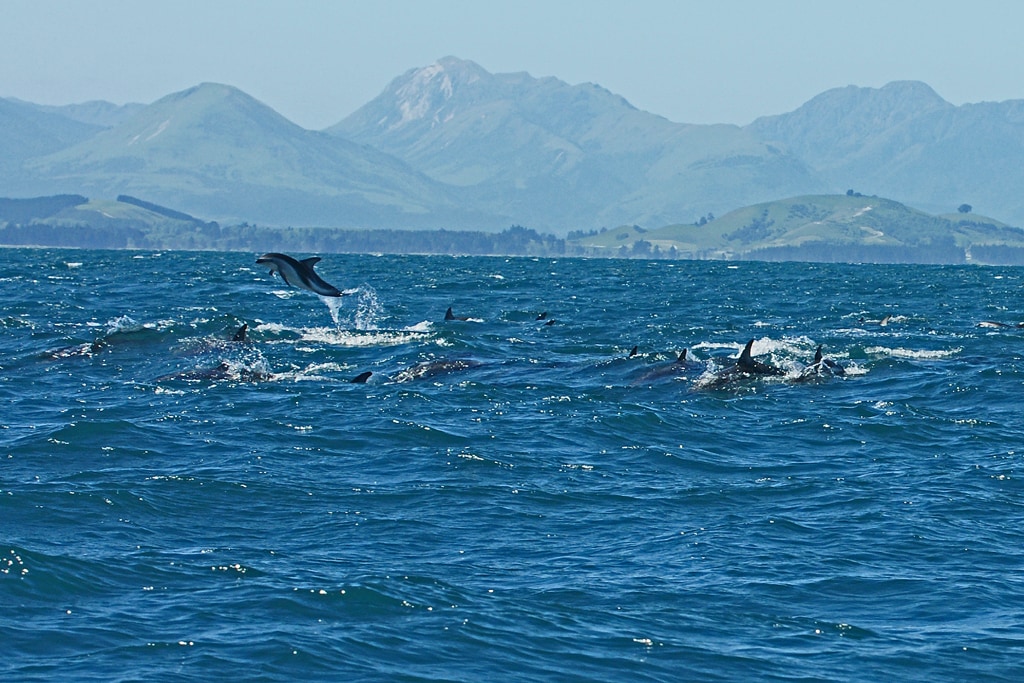 Delfines Nueva Zelanda