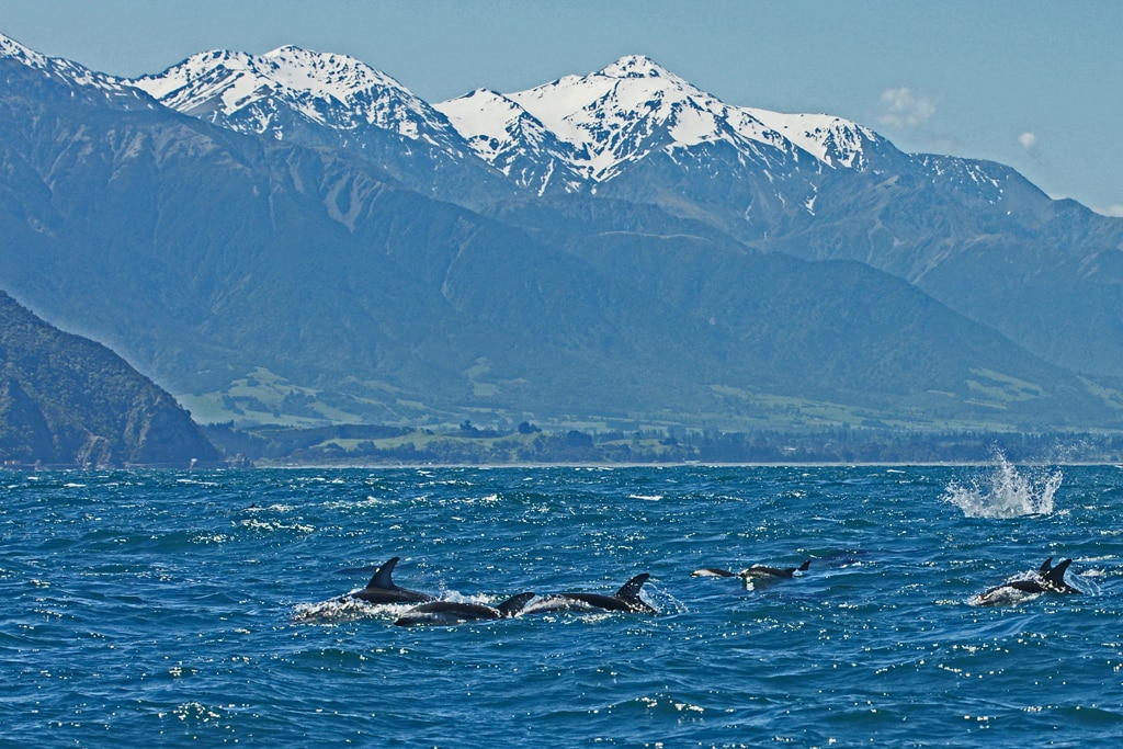 Delfines Nueva Zelanda