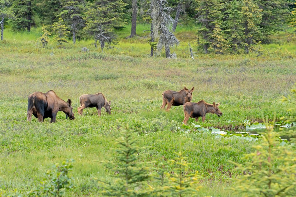 Alce con tres crías