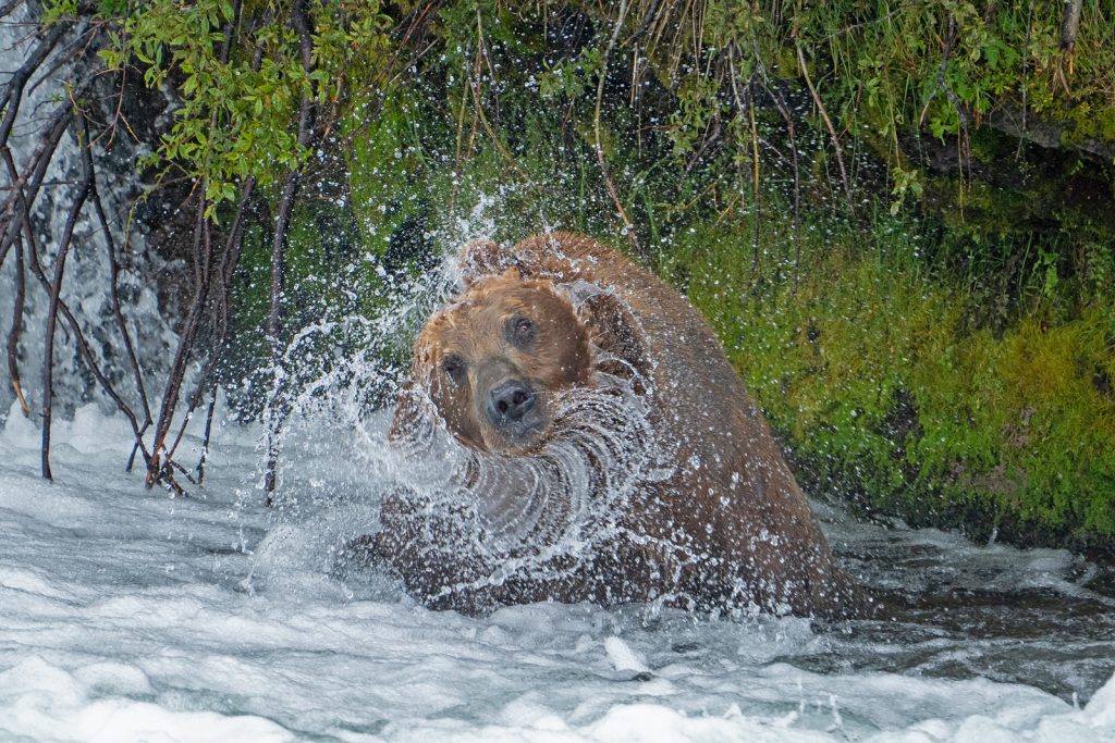 Oso pescando