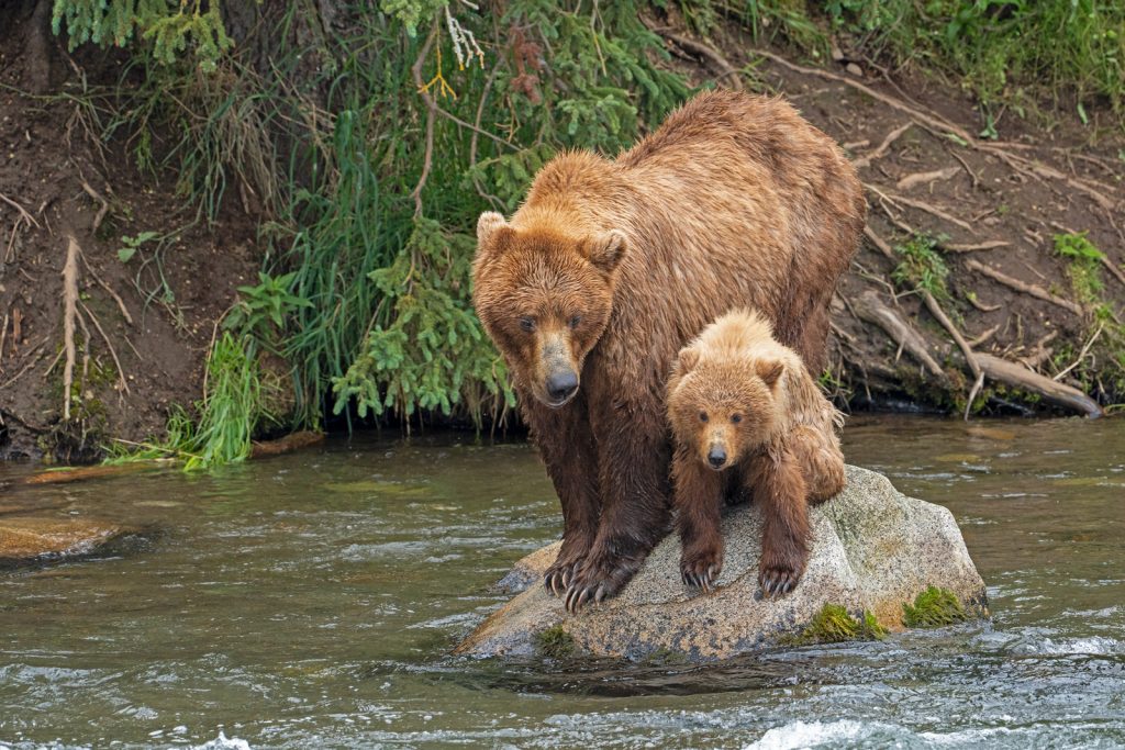 Oso pardo con su cría